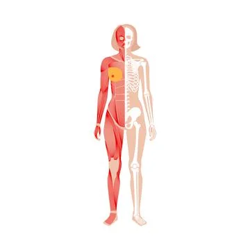Human muscular system Stock Illustration