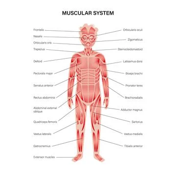 Human muscular system Stock Illustration