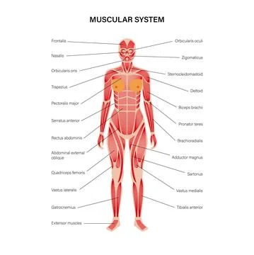 Human muscular system Illustrazione stock