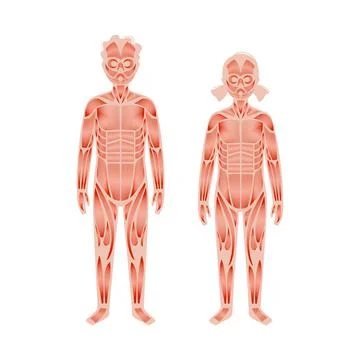 Human muscular system Stock Illustration