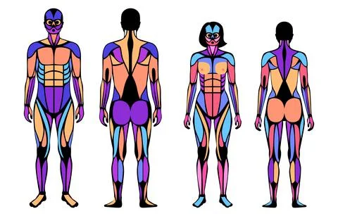 Human muscular system Stock Illustration
