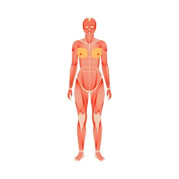 Human muscular system Stock Illustration