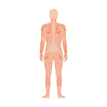 Human muscular system Stock Illustration
