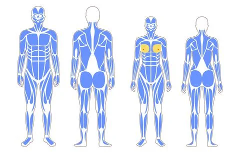 Human muscular system Stock Illustration