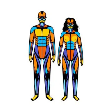 Human muscular system Stock Illustration