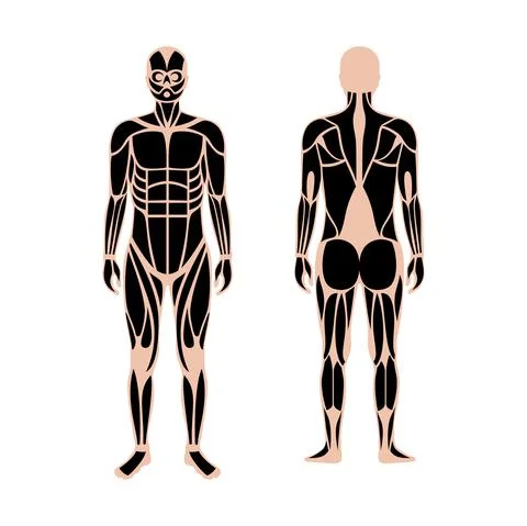 Human muscular system Stock Illustration