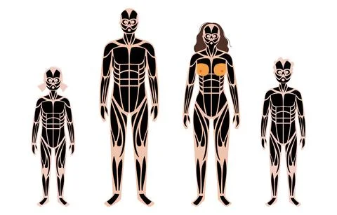 Human muscular system Stock Illustration