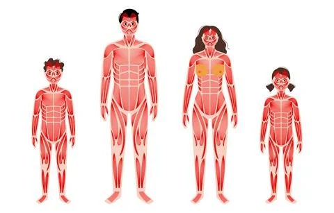 Human muscular system Stock Illustration