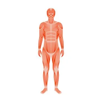 Human muscular system Stock Illustration