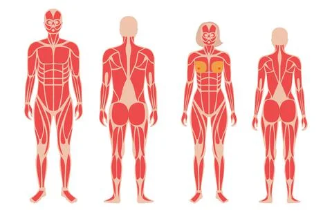 Human muscular system Stock Illustration