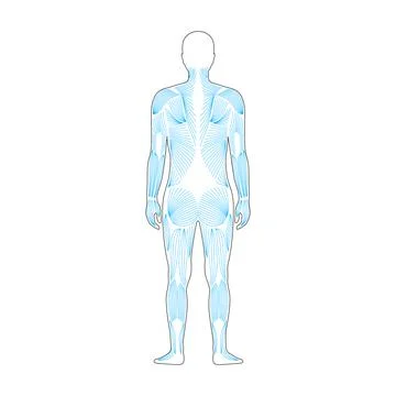 Human muscular system Stock Illustration