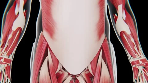 The human muscular system is a network of muscles that supports movement Stock Footage 346892000