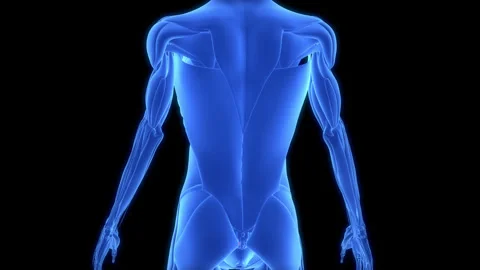 Human Muscular System Rectus Abdominis Muscle Anatomy Animation Concept Stock Footage 307403811