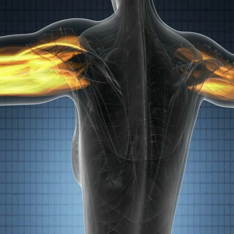 Human muscular system scan Stock Footage