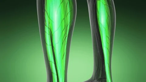 Human muscular system scan Stock Footage 75253363
