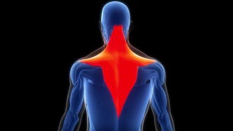 Human Muscular System Torso Muscles Trapezius Muscle Anatomy Animation Concept Stock Footage 307403492