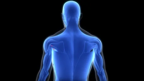 Human Muscular System Torso Muscles Pectoral Muscles Anatomy Animation Concept Видео 307403582