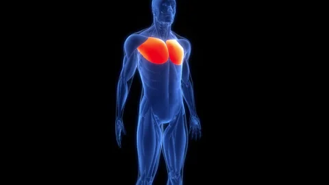 Human Muscular System Torso Muscles Pectoral Muscles Anatomy Animation Concept Stock Footage 307404129