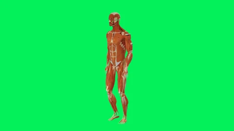 Human Muscular System Walking Perspective Green Screen Stock-Footage 328629230