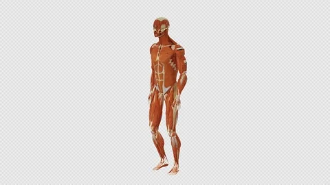 Human Muscular System Walking Perspective Alpha Stock-Footage 328629237