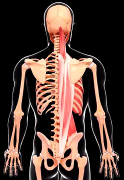 Human musculature, artwork Stock Illustration