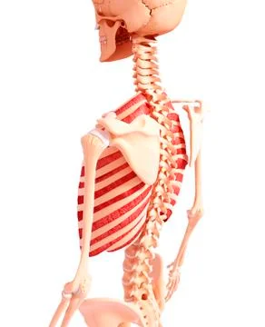 Human musculature, artwork Stock Illustration