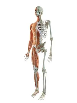 Human musculoskeletal system, artwork Stock Illustration