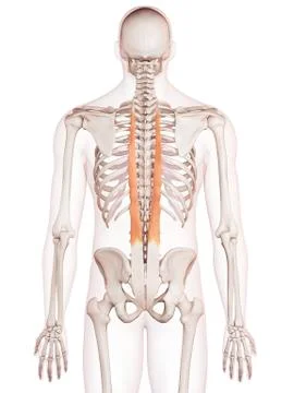 Human neck muscles Stock Illustration