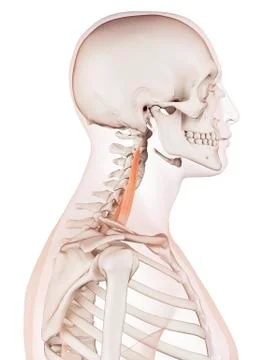Human neck muscles Stock Illustration