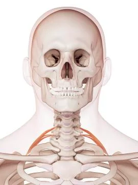 Human neck muscles Stock Illustration