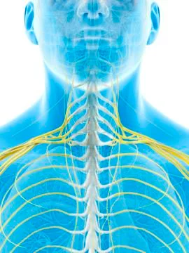 Human neck nerves, artwork Stock Illustration