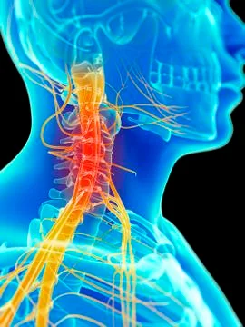 Human neck nerves, artwork Stock Illustration