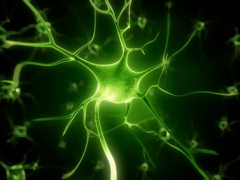 Human nerve cell, artwork Stock Illustration