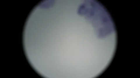 Human Nerve Tissue 2 Stock Footage 6531514