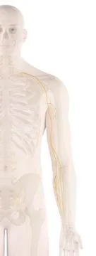 Human nerves, illustration Stock Illustration