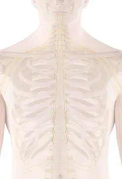 Human nerves, illustration Stock Illustration