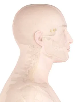 Human nerves, illustration Stock Illustration