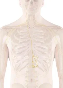 Human nerves, illustration Stock Illustration