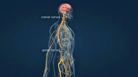 Human nervous system 3D animation Stock Footage 308485563