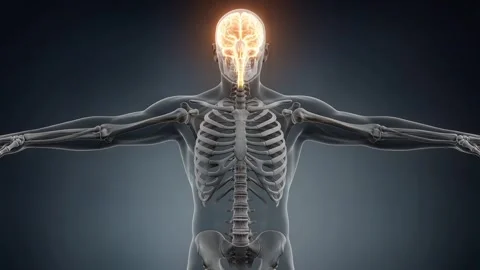 Human Nervous System Anatomy Animation. Stock-Footage 342617023