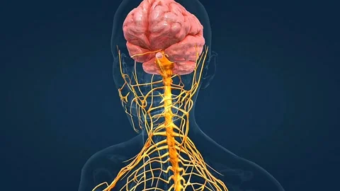 Human Nervous system anatomy Stock Footage 308195683