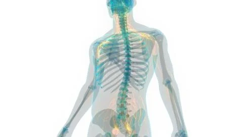 Human Nervous System Anatomy 库存插图