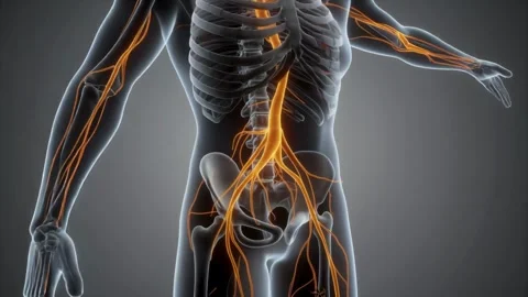Human Nervous System Anatomy - Sciatica Neural Pathway Animation Stock Footage 332636589
