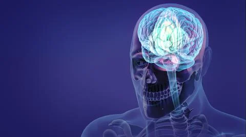 Human nervous system and brain Illustration