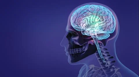 Human nervous system and brain Illustrazione stock