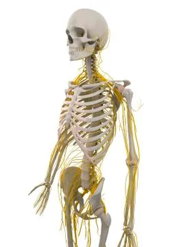 Human nervous system, artwork Stock Illustration