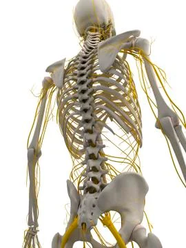 Human nervous system, artwork Stock Illustration