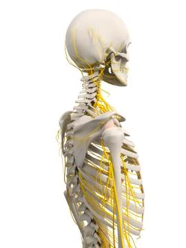 Human nervous system, artwork Stock Illustration