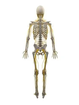 Human nervous system, artwork Stock Illustration