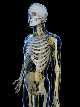 Human nervous system, artwork Stock Illustration